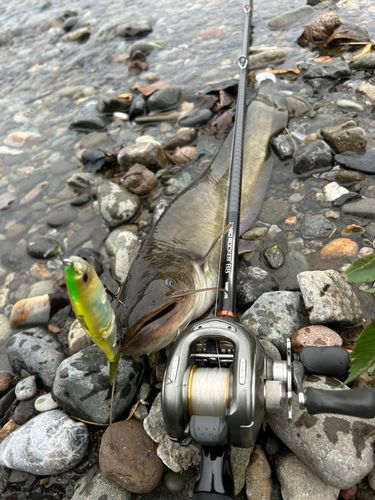 ナマズの釣果