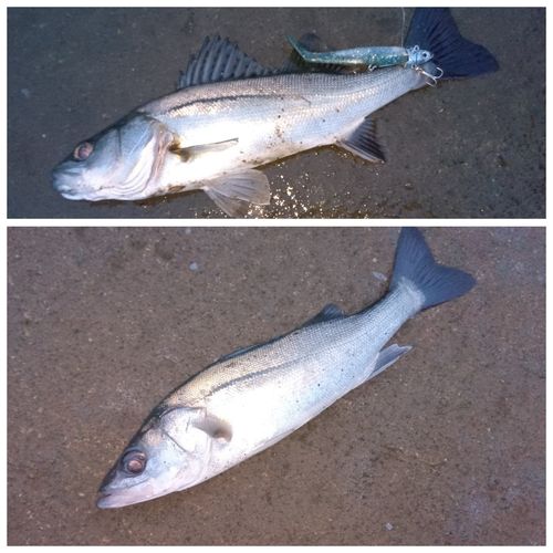 セイゴ（マルスズキ）の釣果