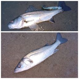 セイゴ（マルスズキ）