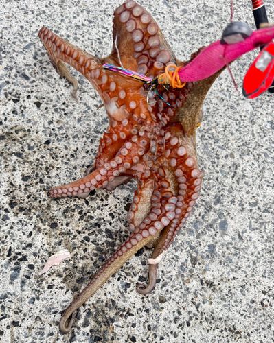 タコの釣果