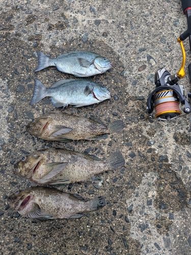グレの釣果