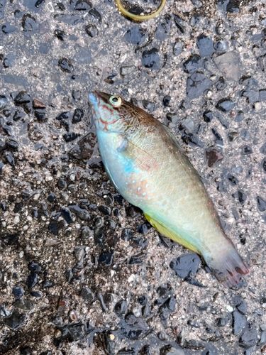 ホシササノハベラの釣果