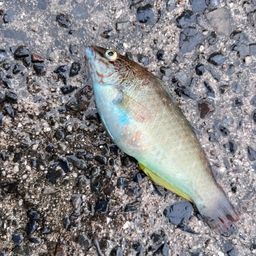 ホシササノハベラ