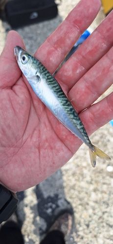 サバの釣果