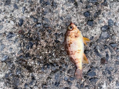 シロメバルの釣果