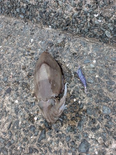 コウイカの釣果