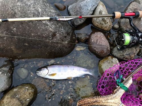 アマゴの釣果