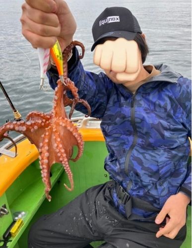 マダコの釣果
