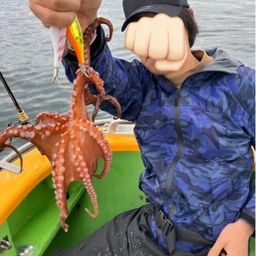 マダコ