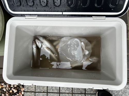 シロギスの釣果