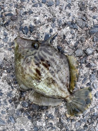 カワハギの釣果