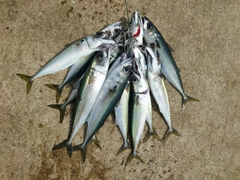サバの釣果