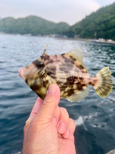 カワハギの釣果