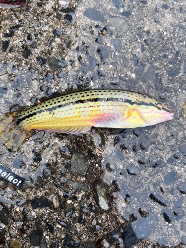 キュウセンの釣果