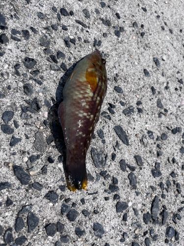 ホシササノハベラの釣果