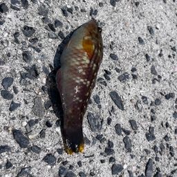 ホシササノハベラ