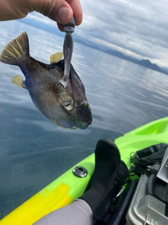 キタマクラの釣果