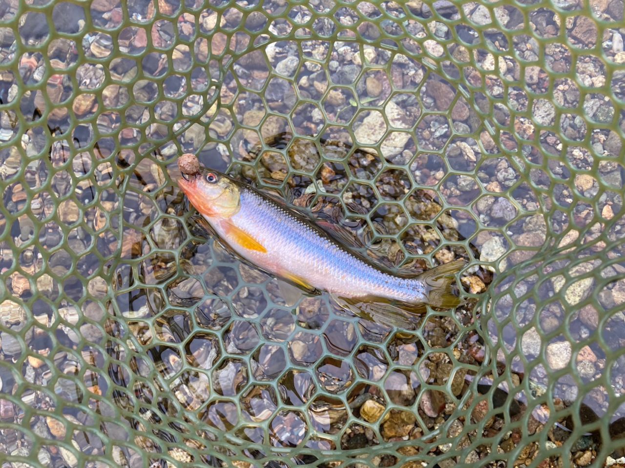 カワムツ