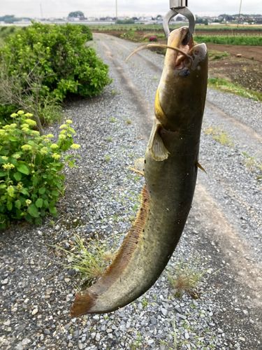 ナマズの釣果