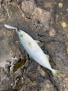 ワカシの釣果