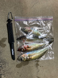 アジの釣果