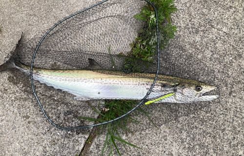 サワラの釣果