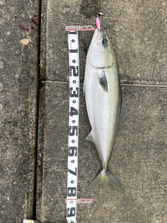 ブリの釣果