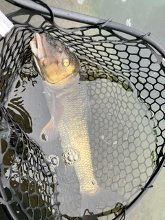 ニゴイの釣果