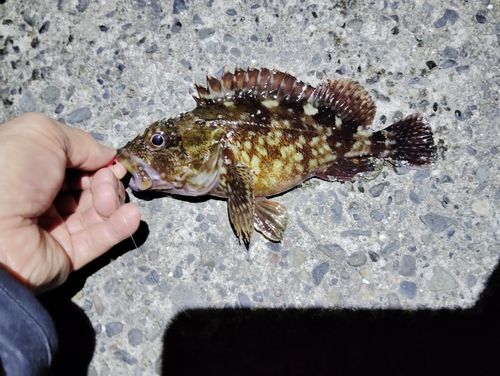 カサゴの釣果