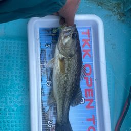 ラージマウスバス