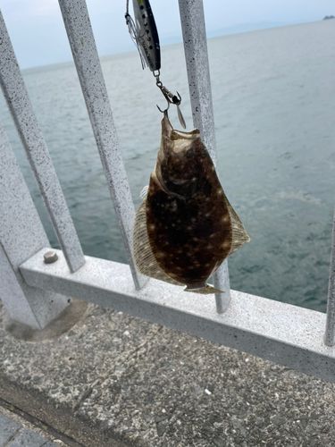 ヒラメの釣果