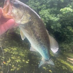 ラージマウスバス