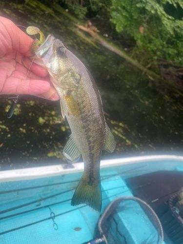 ラージマウスバスの釣果