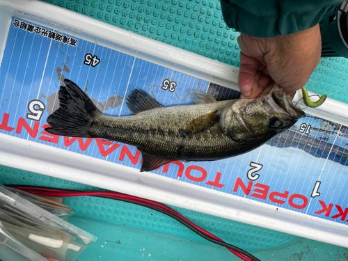 ラージマウスバスの釣果