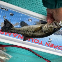 ラージマウスバス