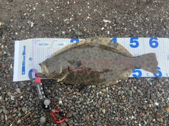 ヒラメの釣果