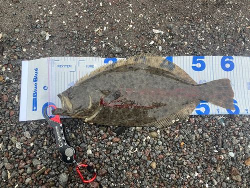 ヒラメの釣果