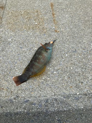 ホシササノハベラの釣果