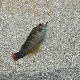 ホシササノハベラ