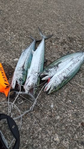 サゴシの釣果