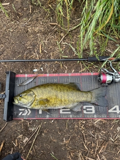 スモールマウスバスの釣果