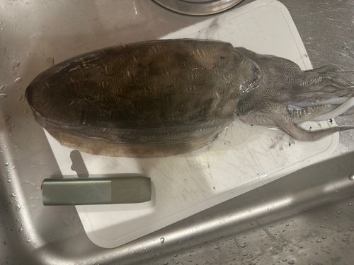 コウイカの釣果