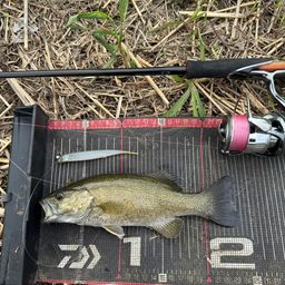 スモールマウスバス