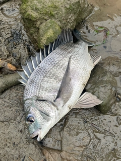 チヌの釣果