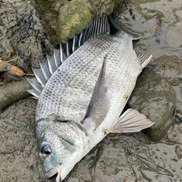 チヌ