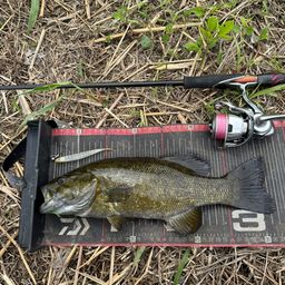 スモールマウスバス