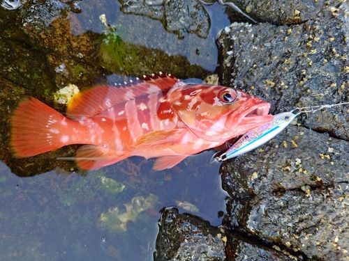 アカハタの釣果