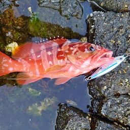 アカハタ