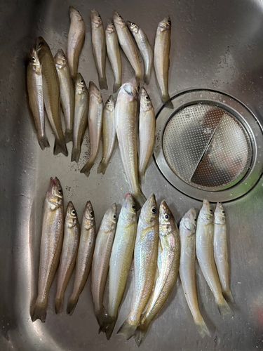 シロギスの釣果