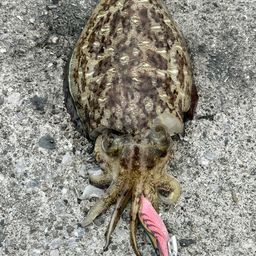 モンゴウイカ